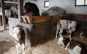 Poljoprivrednici sami od sebe "kradu" struju kako kravama ne bi plaćali RTV taksu